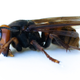 A dead specimen of Vespa mandarinia, aka the Asian Giant Hornet, aka the Murder Hornet, collected by entomologists from the Washington State Department of Agriculture this past July.